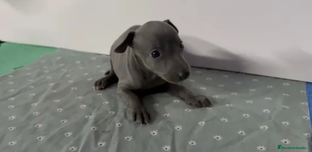 Galgo Afgano perros en venta: Galgo lebrel italiano - Anuncio 1