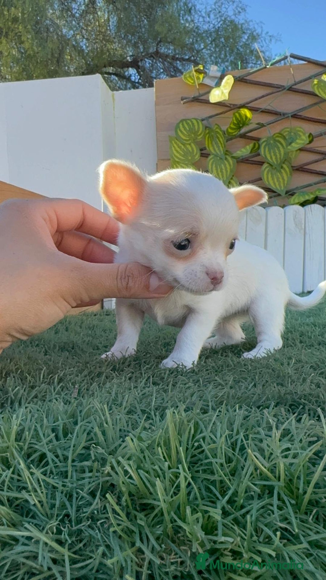 Chihuahua perros en venta: CHIHUAHUA  - Anuncio 1