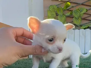 Chihuahua perros CHIHUAHUA - Anuncio 14