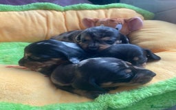 Teckel perros en venta: Bebés Teckels/ Perro salchicha  - Imagen 2