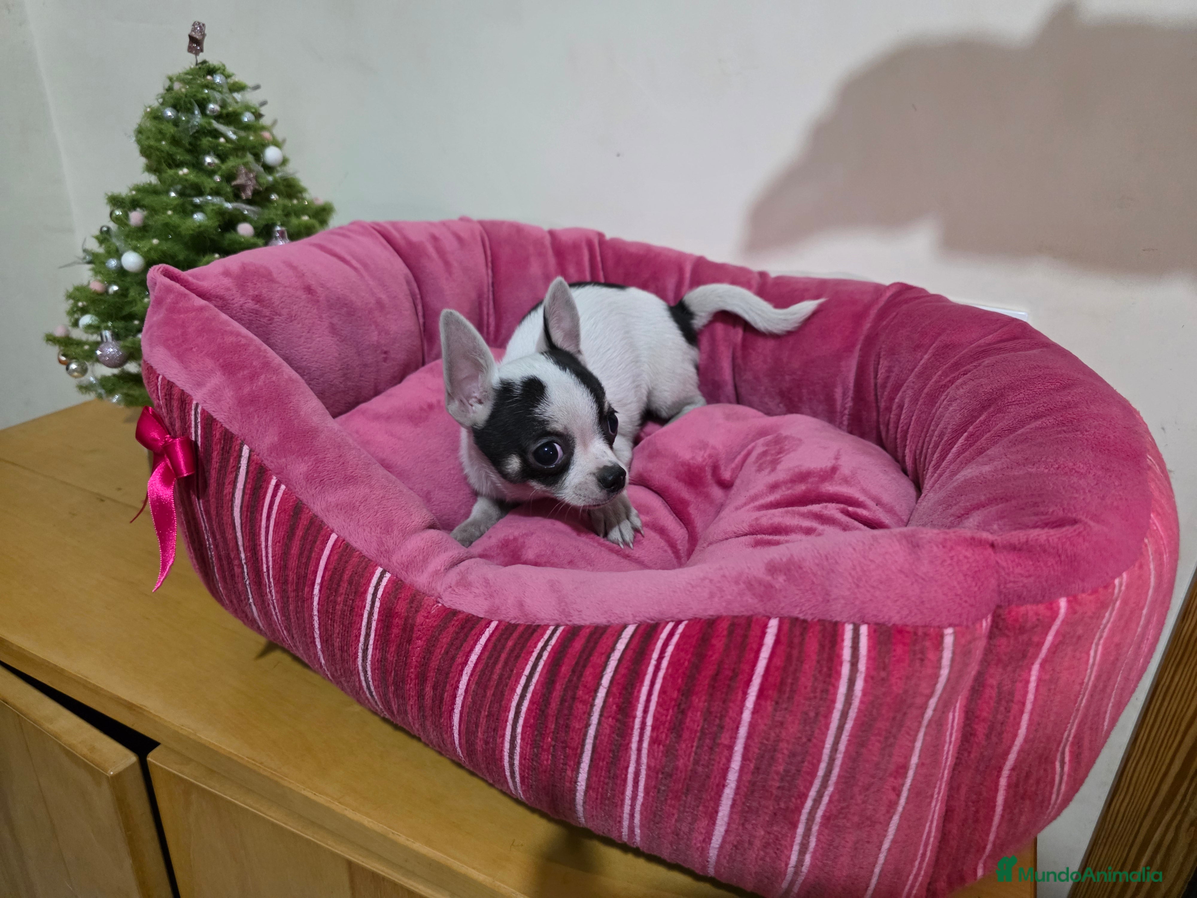 Chihuahua perros Cachorrito Chihuahua macho - Anuncio 1