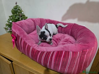 Chihuahua perros Cachorrito Chihuahua macho - Anuncio 1