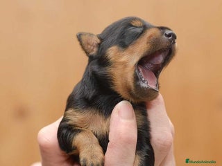 Pinscher Miniatura perros - Anuncio 3