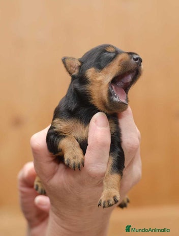 Pinscher Miniatura perros - Anuncio 3