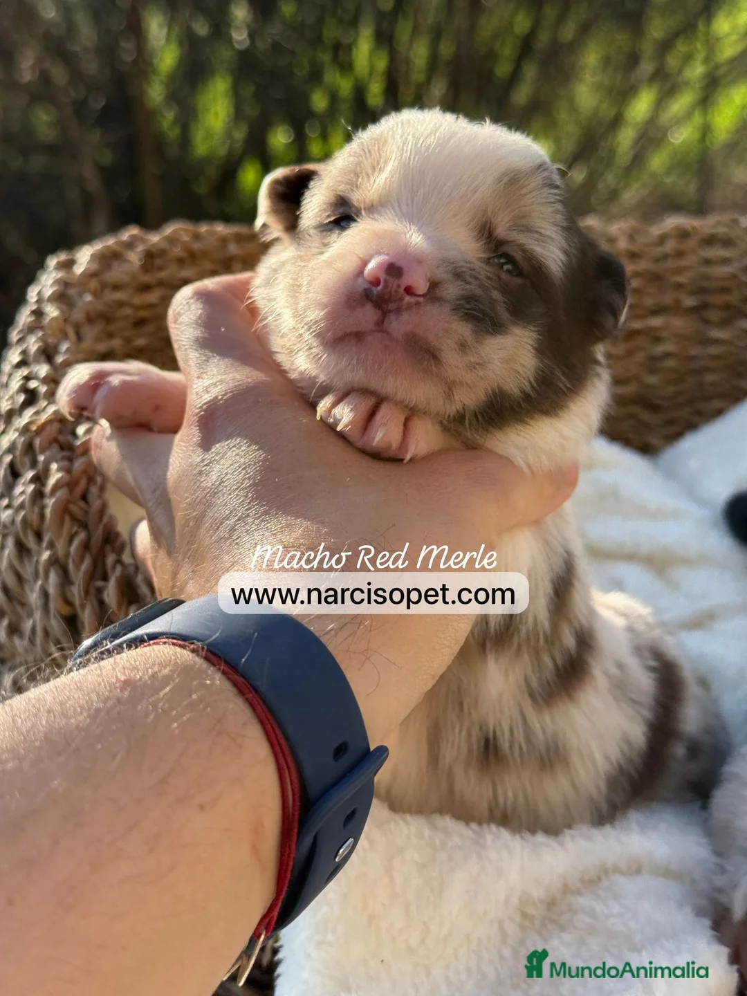 Border Collie perros en venta: BORDER COLLIE RED MERLE MACHO - Anuncio 2