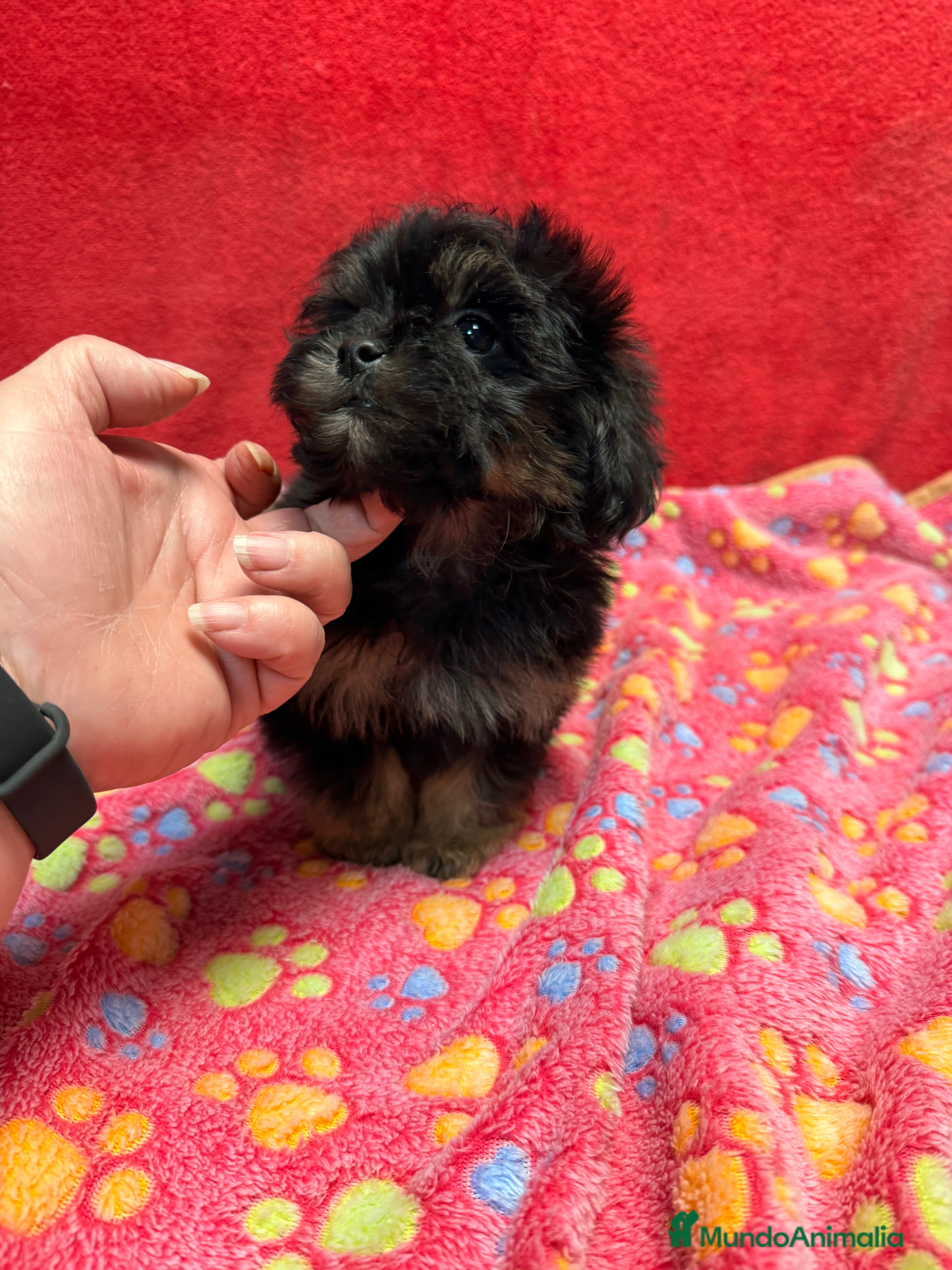 Shihpoo perros Machito de ShihPoo  - Anuncio 2