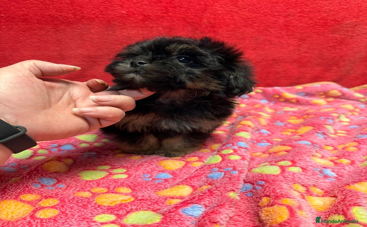 Shihpoo perros Machito de ShihPoo  - Anuncio 3