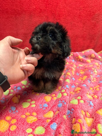 Shihpoo perros Machito de ShihPoo - Anuncio 3