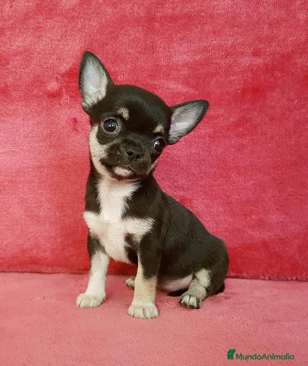 Chihuahua perros en venta: Chihuahua línea rusa  en Ciudad Real - Anuncio 5