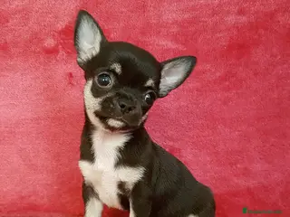 Chihuahua perros Chihuahua línea rusa - Anuncio 27