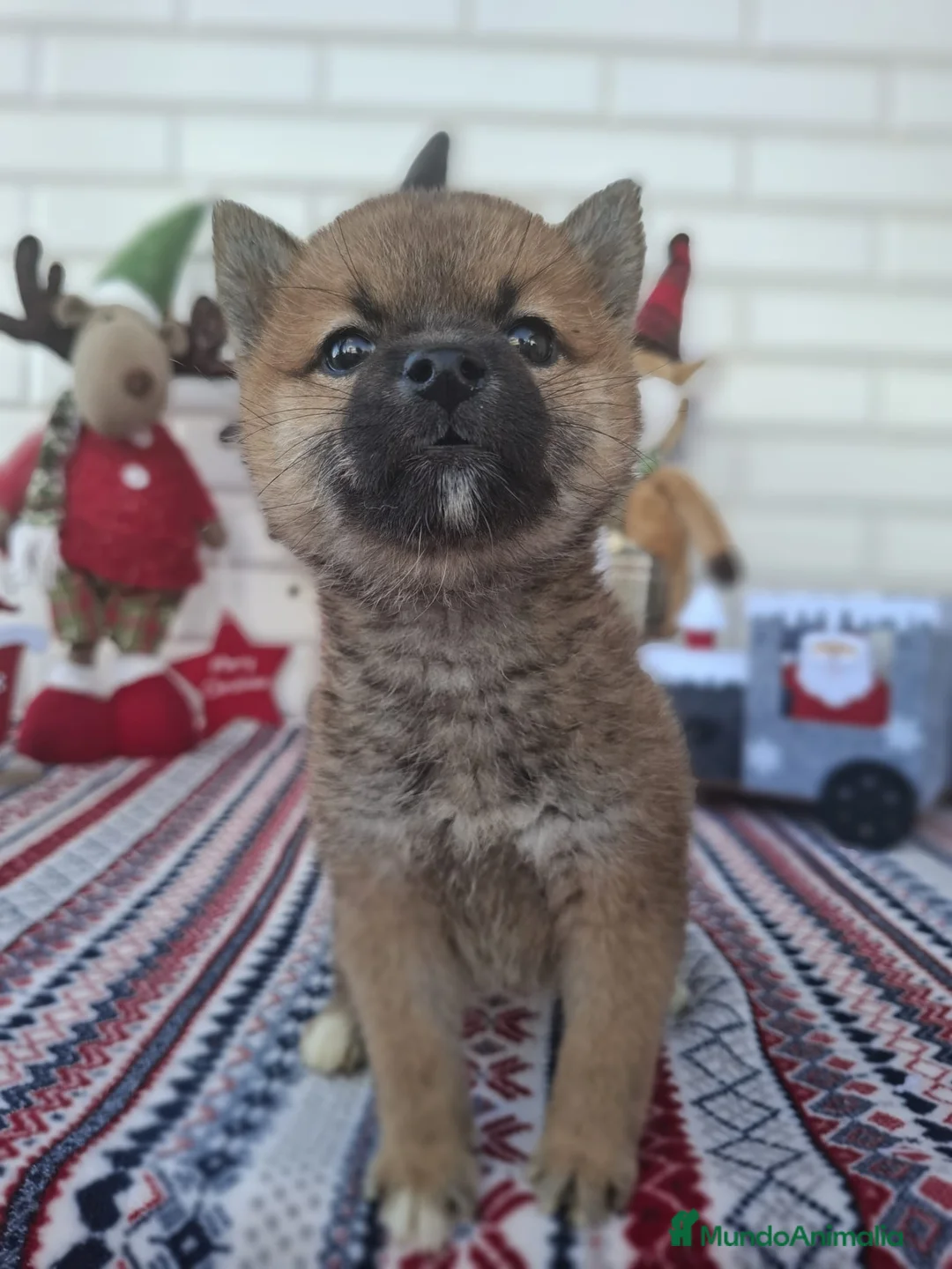 Shiba Inu perros en venta: CACHORRO SHIBA INU - Anuncio 1