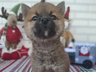 Shiba Inu perros CACHORRO SHIBA INU - Anuncio 3