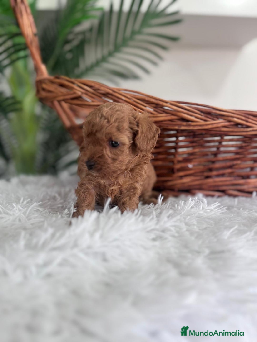 Caniche Toy perros en venta: CANICHE TOY MACHO - Imagen 1