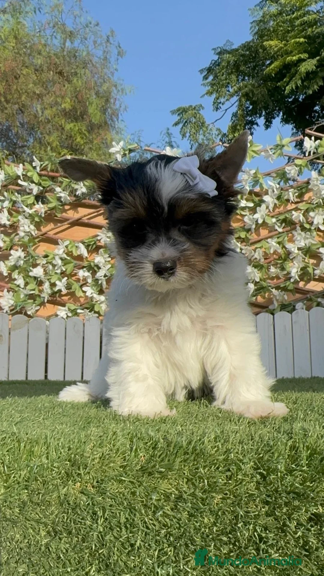 Yorkshire Terrier perros en venta: YORKSHIRE BIEWER-LISTO PARA ENTREGAR  - Anuncio 2