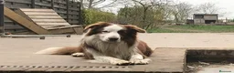 Border Collie perros en venta: BORDER COLLIE RED MERLE CACHORRO en Asturias - Anuncio 9
