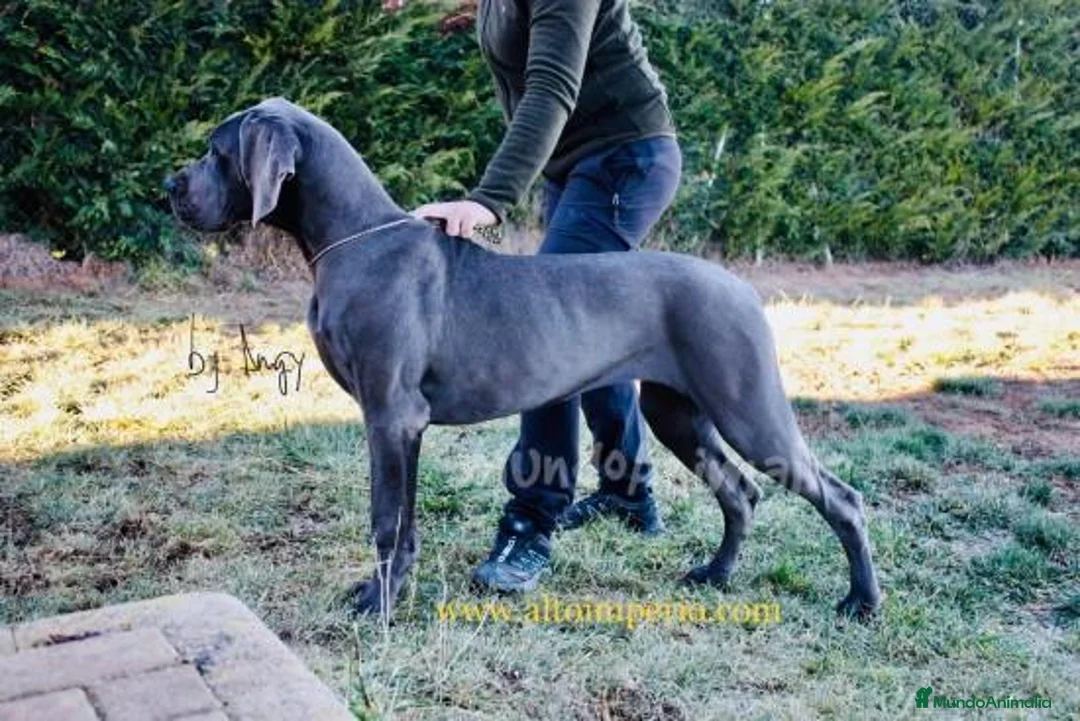 Imagen de galería {{count}}