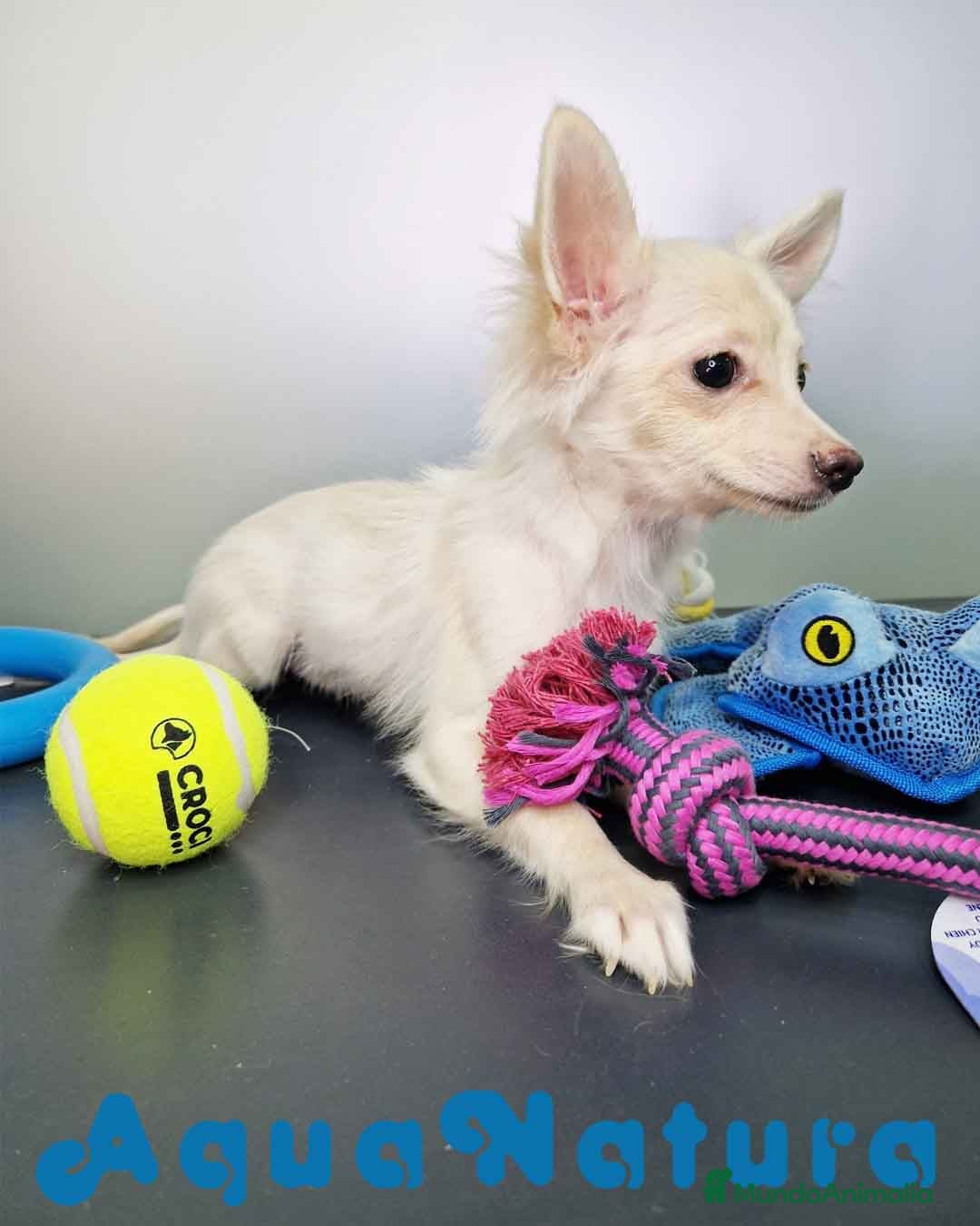Pomchi perros en venta: Pomchi Hembra 1756 AQUANATURA - Imagen 9