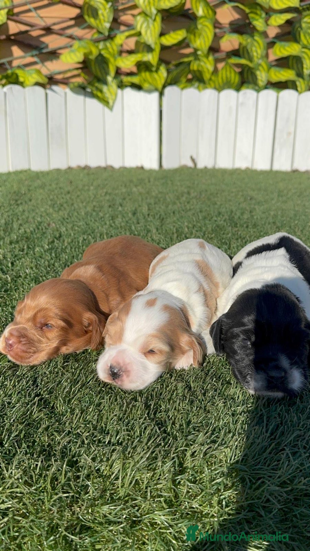 Cocker Spaniel Inglés perros en venta: COCKER SPANIEL INGLES - Anuncio 19