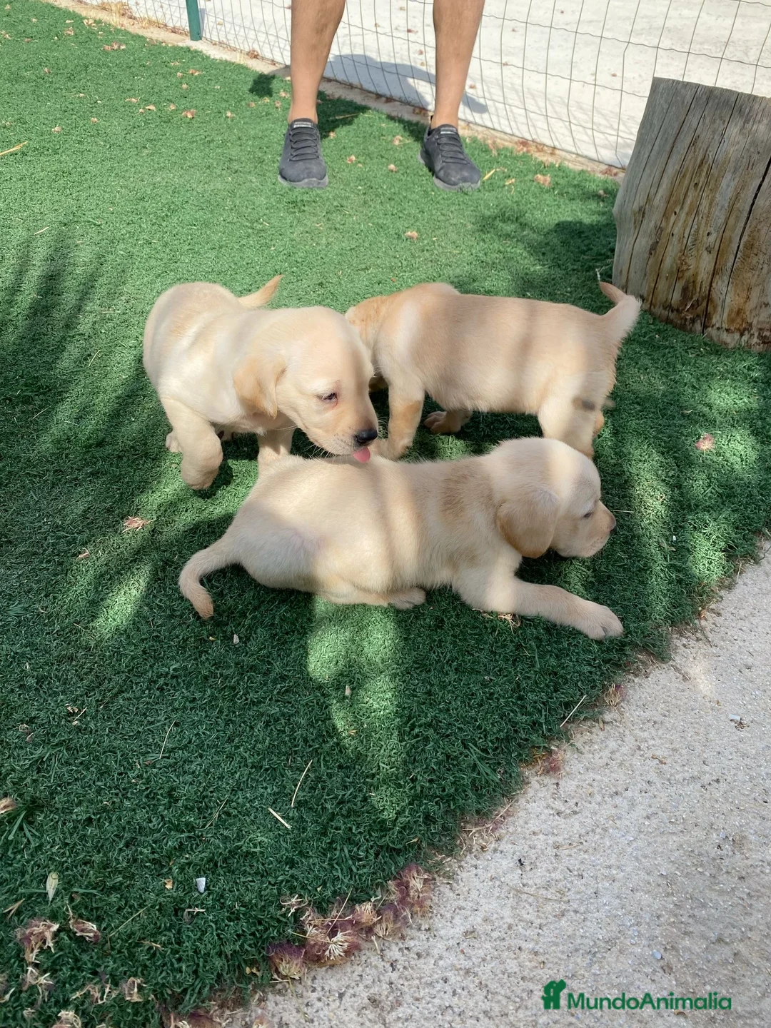Labrador Retriever perros en venta: CACHORROS DE LABRADOR  - Anuncio 2