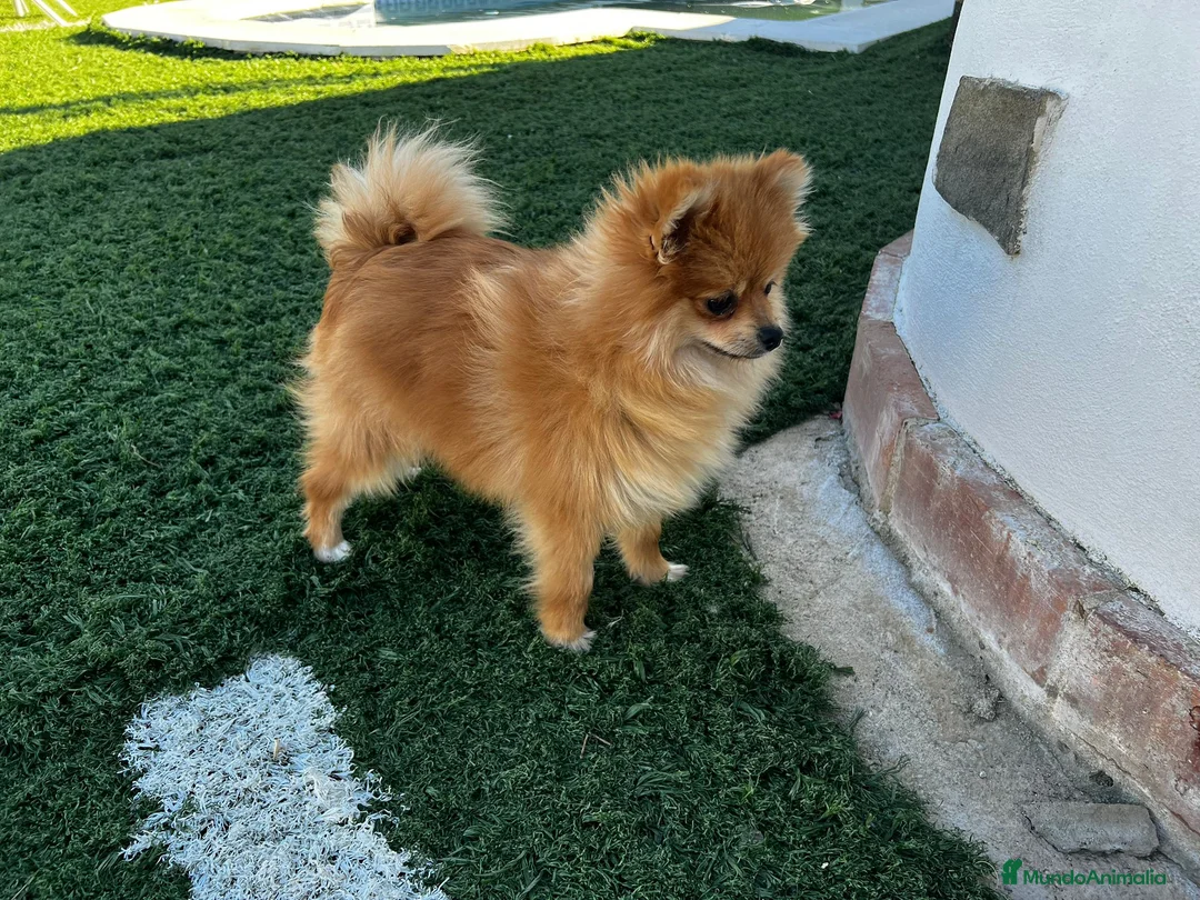 Pomerania perros en venta: Pomerania  - Anuncio 2