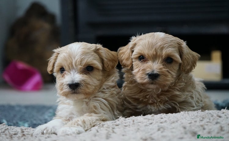 Maltipoo perros 🐾 Kepy & Harry – Maltipoo crema suave 🌾✨ - Anuncio 3