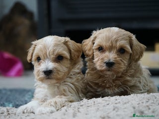 Maltipoo perros 🐾 Kepy & Harry – Maltipoo crema suave 🌾✨ - Anuncio 3