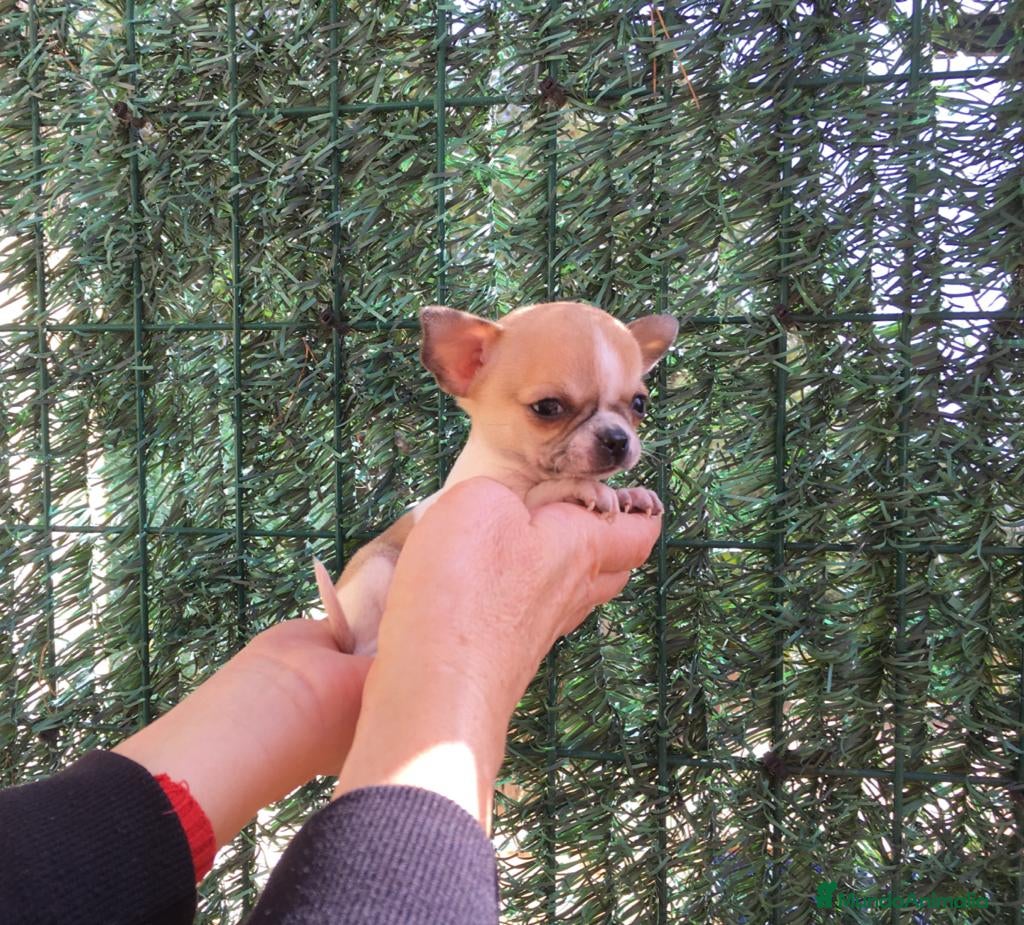 Chihuahua perros Preciosos Chihuahuas toy  en Barcelona - Anuncio 17