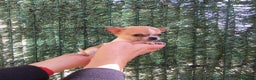 Chihuahua perros en venta: Preciosos Chihuahuas toy  en Barcelona - Anuncio 1