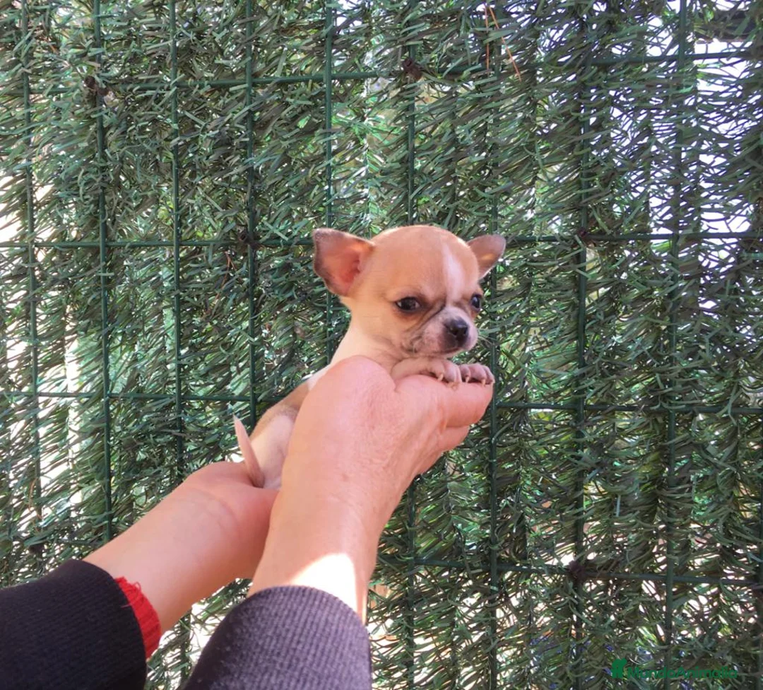 Chihuahua perros en venta: Preciosos Chihuahuas toy  en Barcelona - Anuncio 1