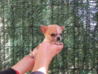 Chihuahua perros Preciosos Chihuahuas toy en Barcelona - Anuncio 2