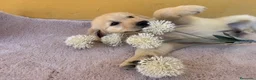 Labrador Retriever perros en venta: Cachorros de labrador - Anuncio 7