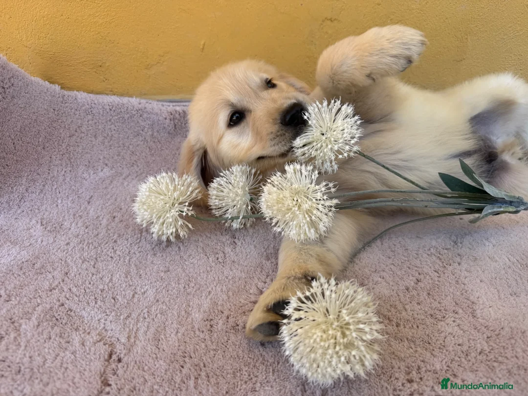 Labrador Retriever perros en venta: Cachorros de labrador - Anuncio 7