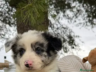 Border Collie perros INCREIBLES BORDER COLLIE MERLE - Anuncio 39