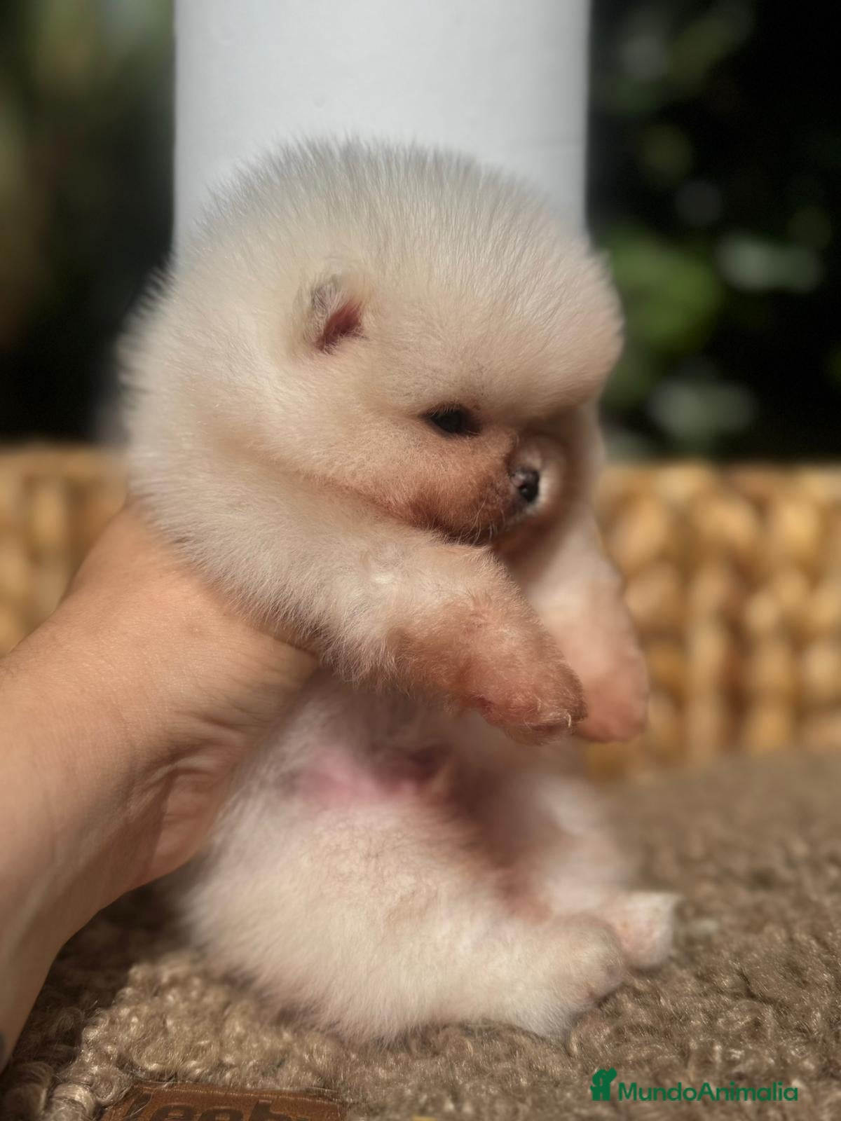 Pomerania perros BEBES POMERANIA BLANCOS LOS MAS MINI Y PELUDOS - Anuncio 2