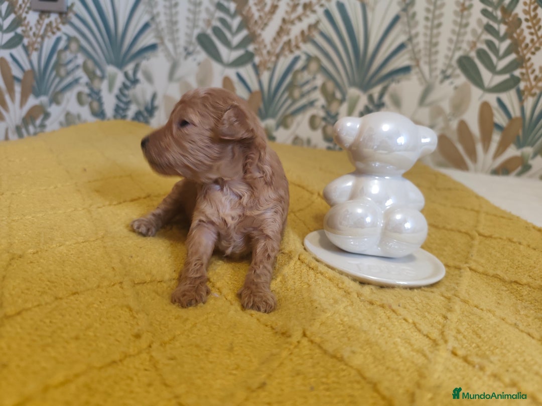Caniche Toy perros en venta: 🐾 CANICHE TOY HEMBRA APRICOT – CRIADA CON AMOR 🐾 - Anuncio 2