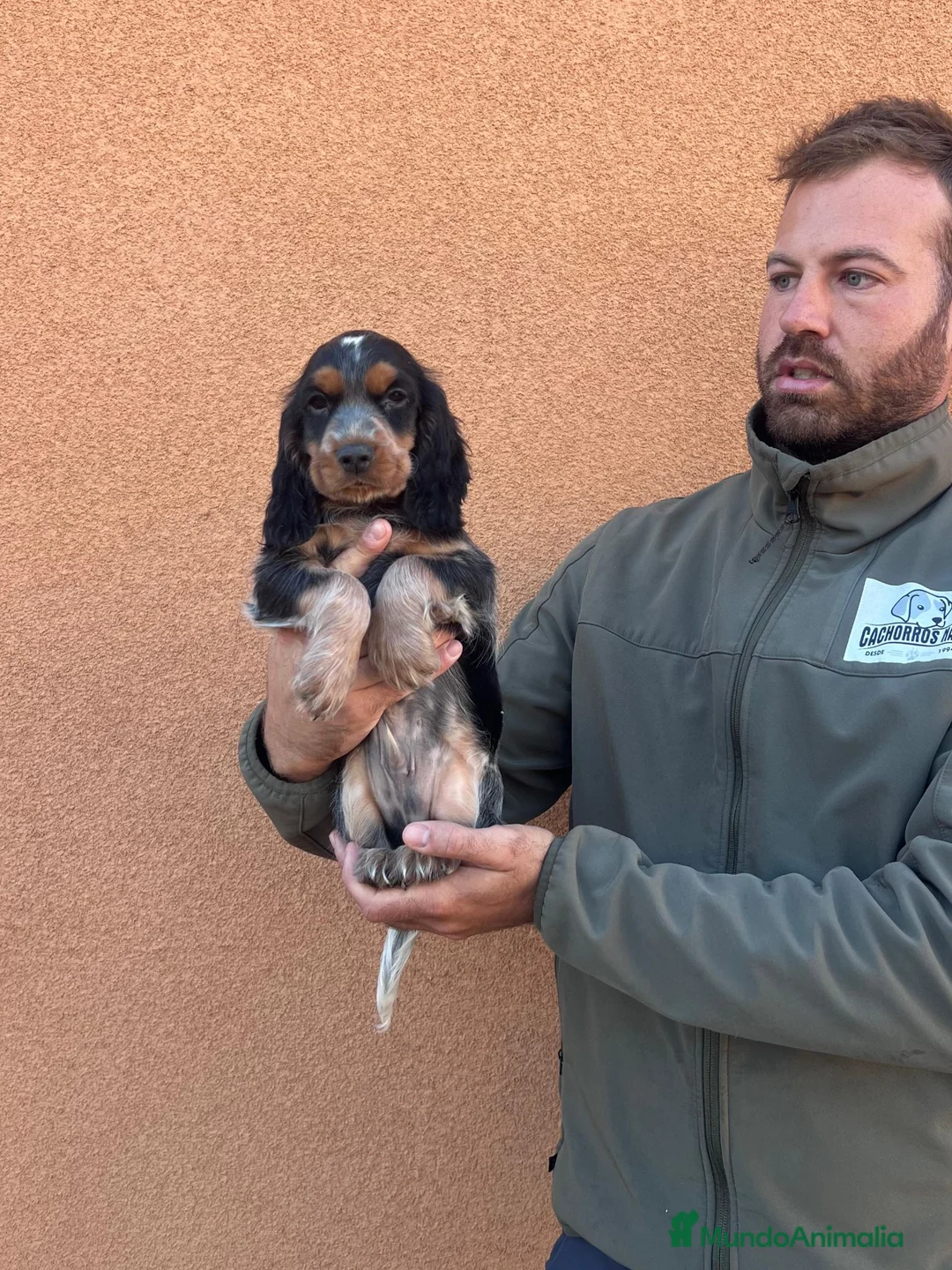 Cocker Spaniel Inglés perros en venta: Cocker spaniel - Anuncio 2