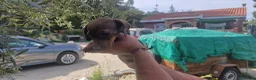 Teckel Miniatura perros en venta: Teckel hembra - Anuncio 3