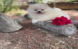 Pomerania perros en venta: Pomerania listos para entregar  - Imagen 1