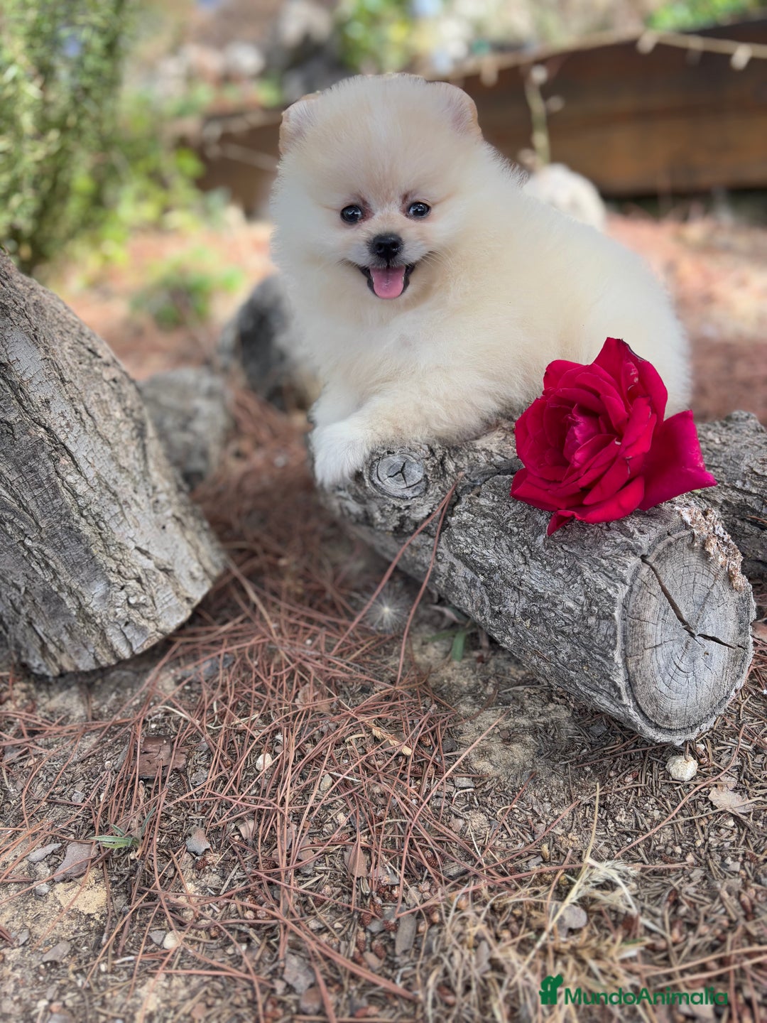 Pomerania perros en venta: Pomerania listos para entregar  - Imagen 1