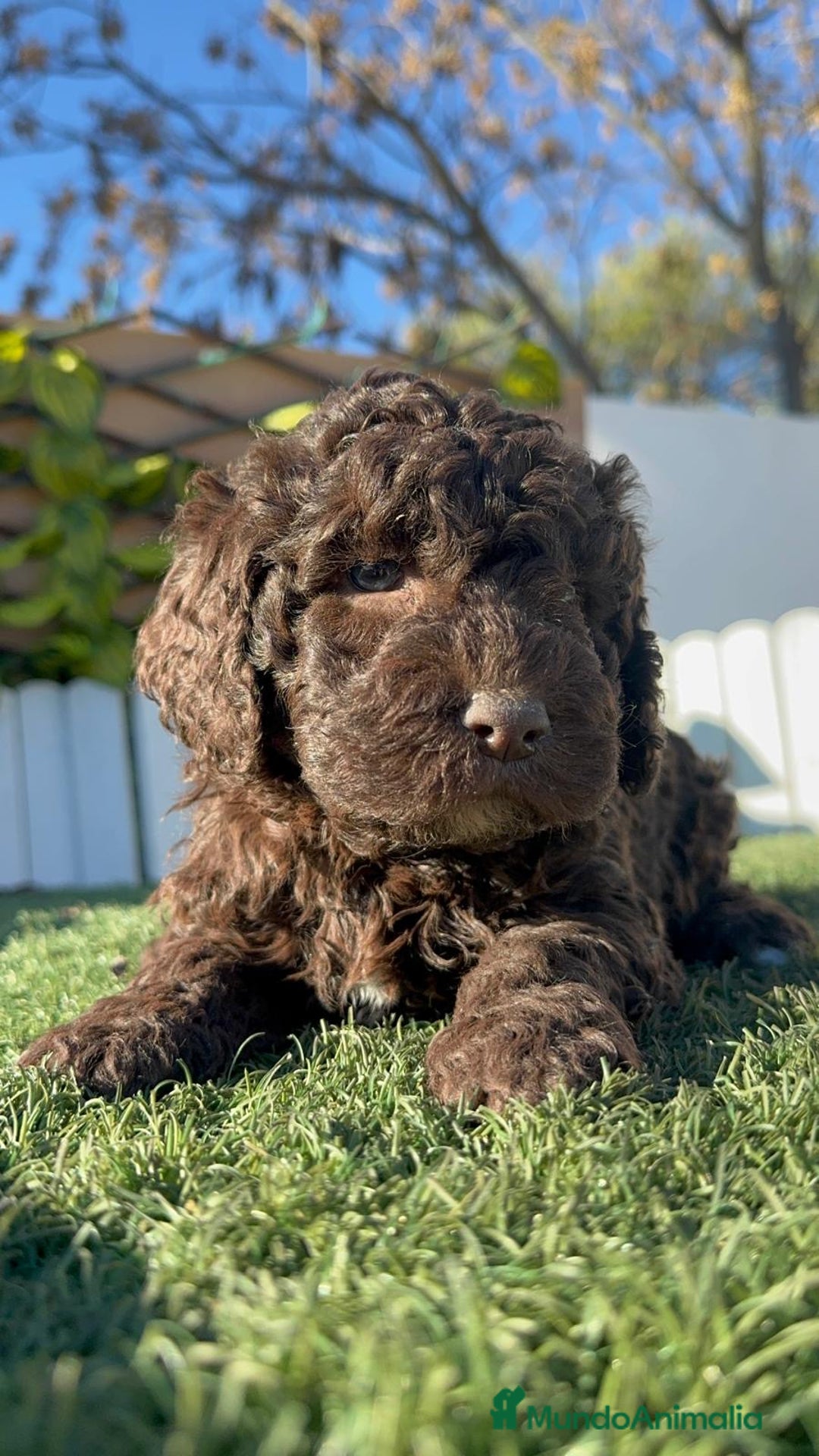 Perro de Agua Español perros en venta: PERRO DE AGUA MACHO - Anuncio 11