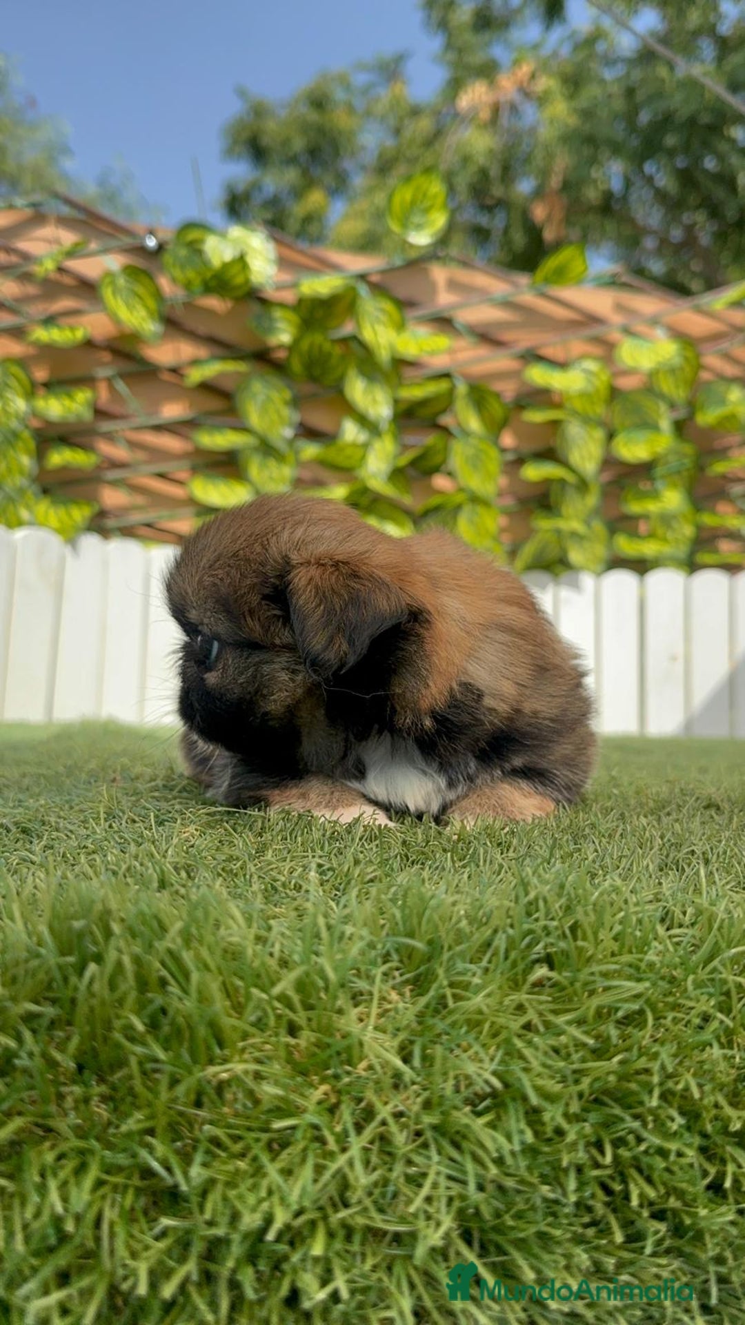 Pekinés perros en venta: PEKINES IMPERIAL HEMBRA - Imagen 19