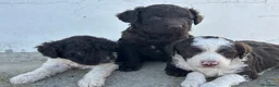 Perro de Agua Español perros en venta: Perros de agua Máxima calidad Espectaculares - Anuncio 17
