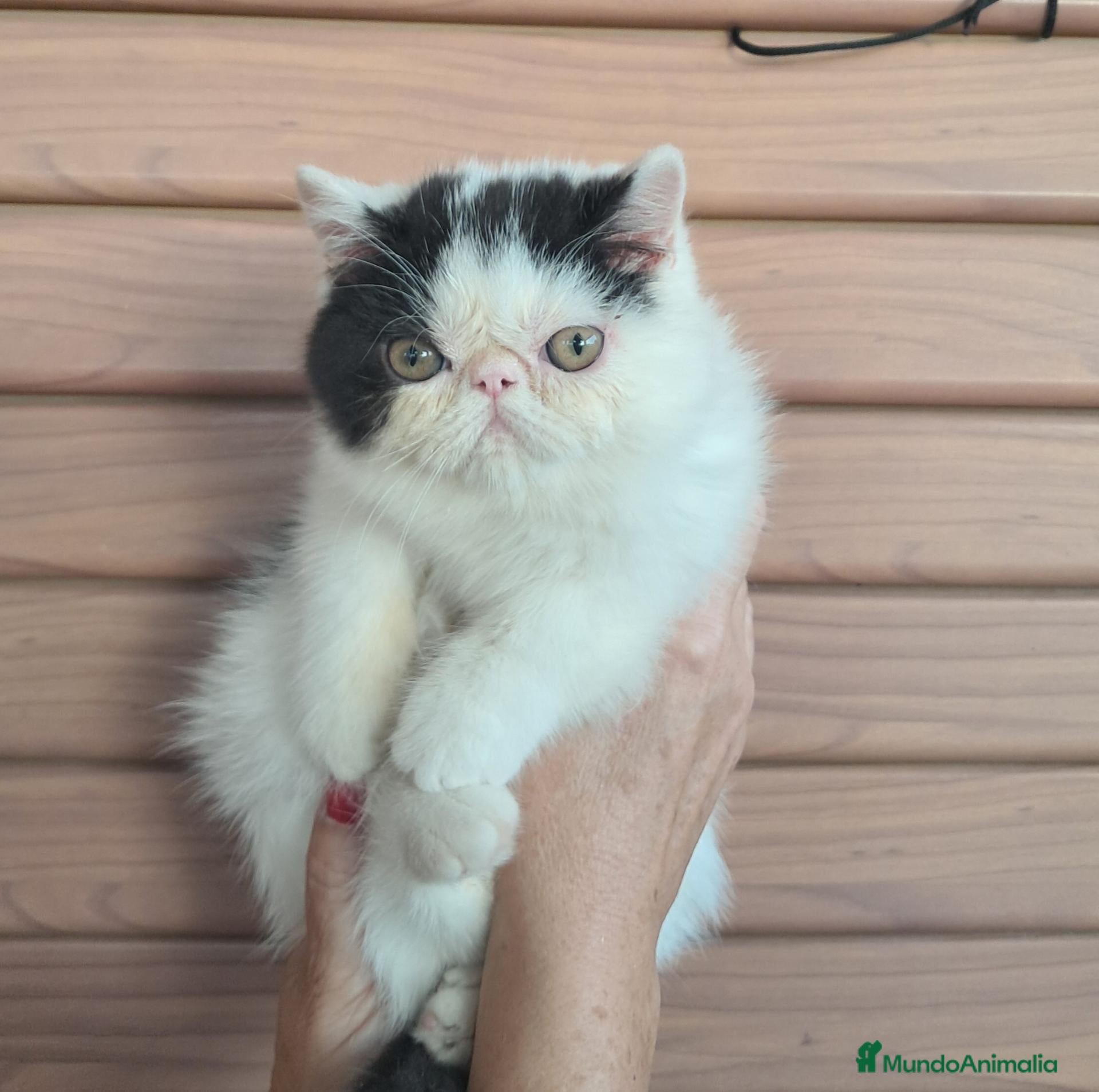 Persa gatos Persa exotico - Anuncio 24
