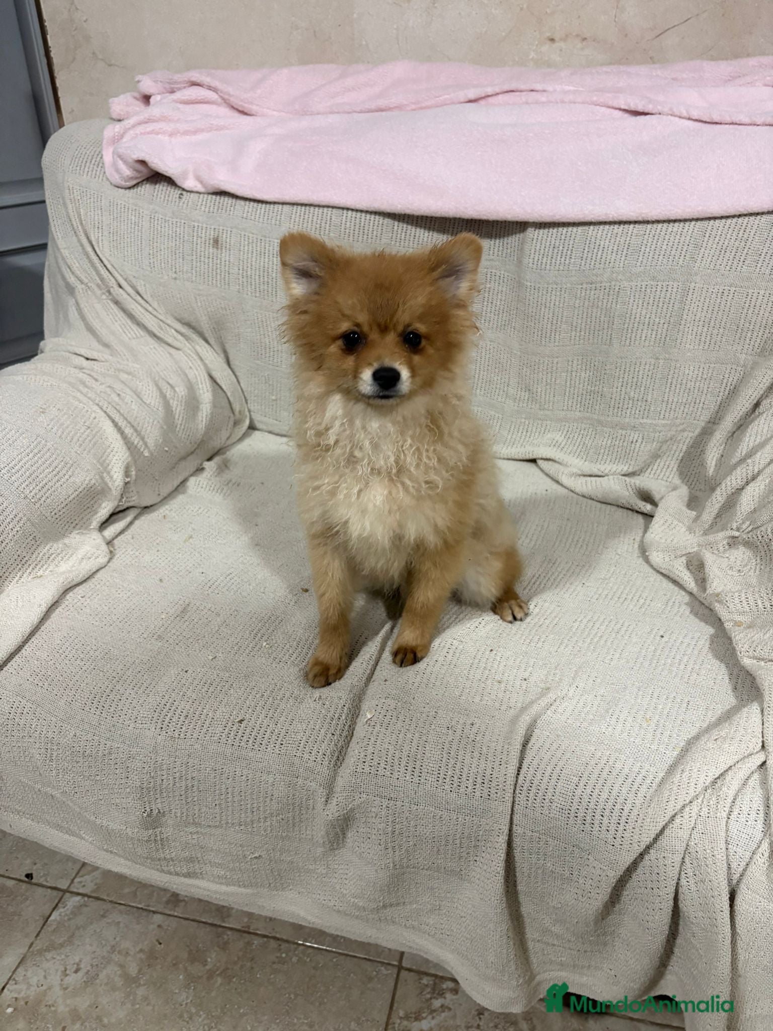 Pomerania perros Pomeranias machos 6 meses - Anuncio 29