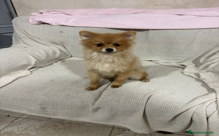 Pomerania perros Pomeranias machos 6 meses - Anuncio 1