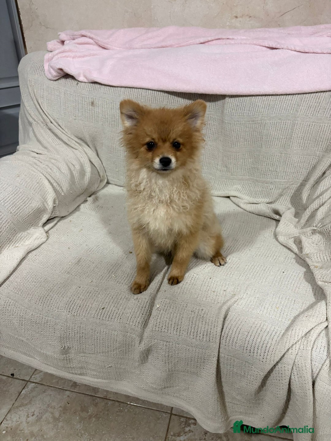 Pomerania perros en venta: Pomeranias machos 6 meses - Anuncio 1