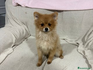 Pomerania perros Pomeranias machos 6 meses - Anuncio 1