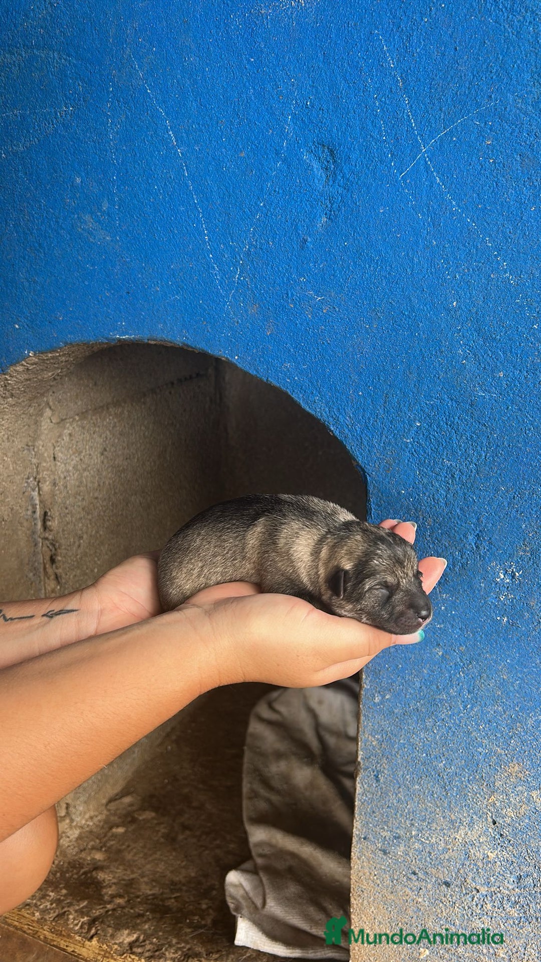 Perro Lobo Checoslovaco perros en venta: Perro lobo herreño  - Imagen 2