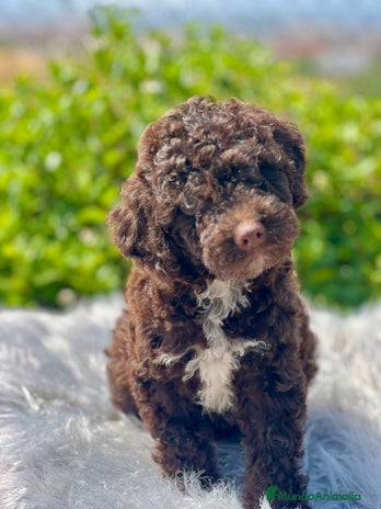 Perro de Agua Español perros - Anuncio 15