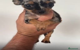 Chihuahua perros en venta: Chihuahuas merles - Imagen 2